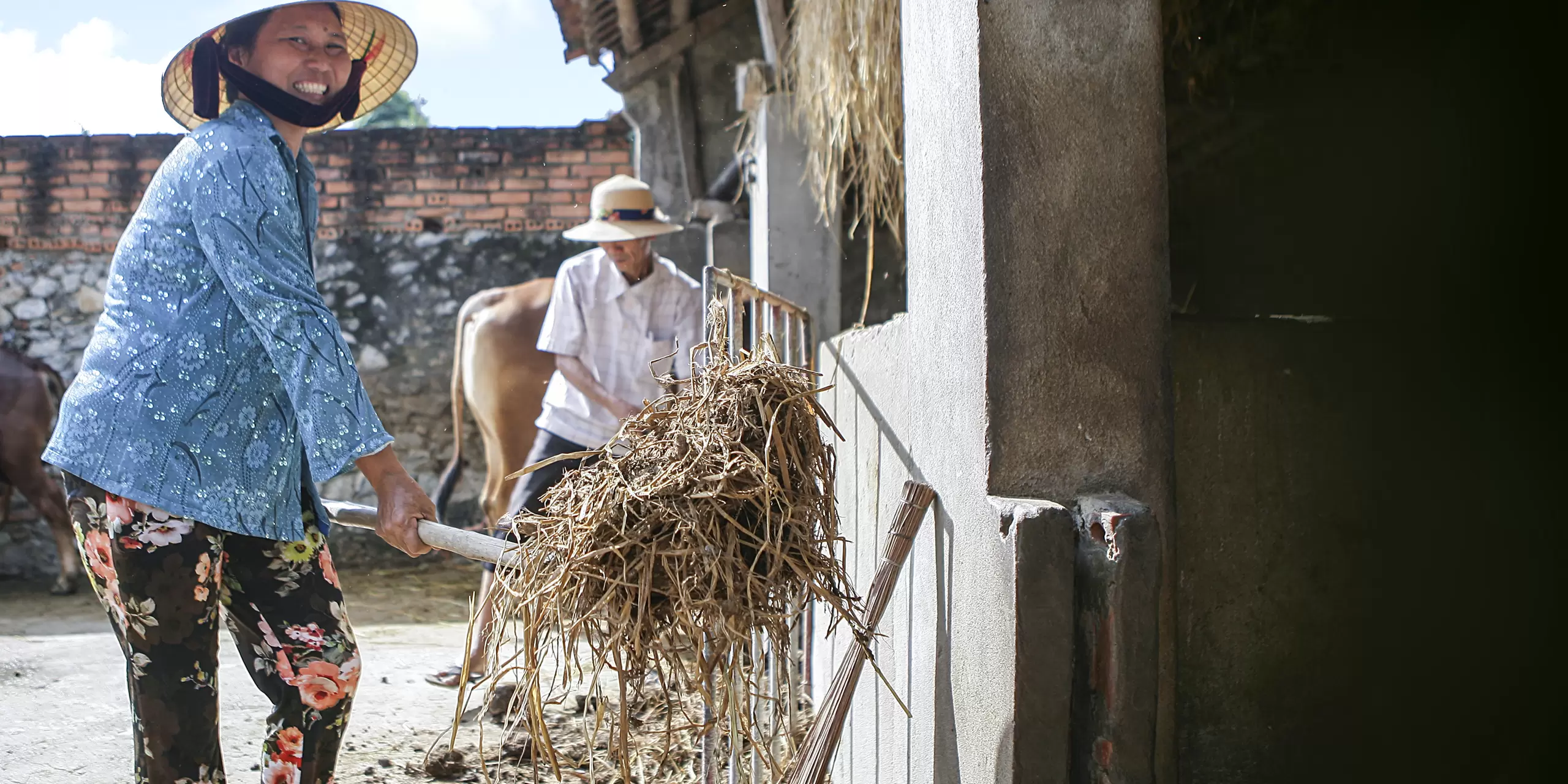 Rice straw