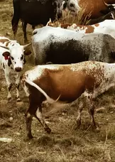 livestock