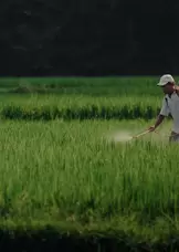 Rice cultivation