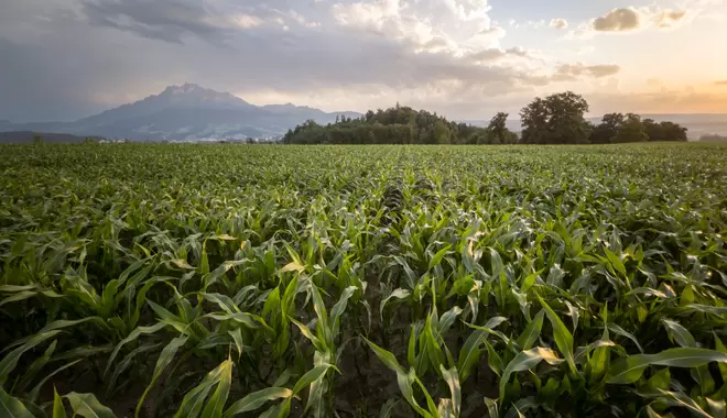 Maize