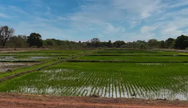 Rice production