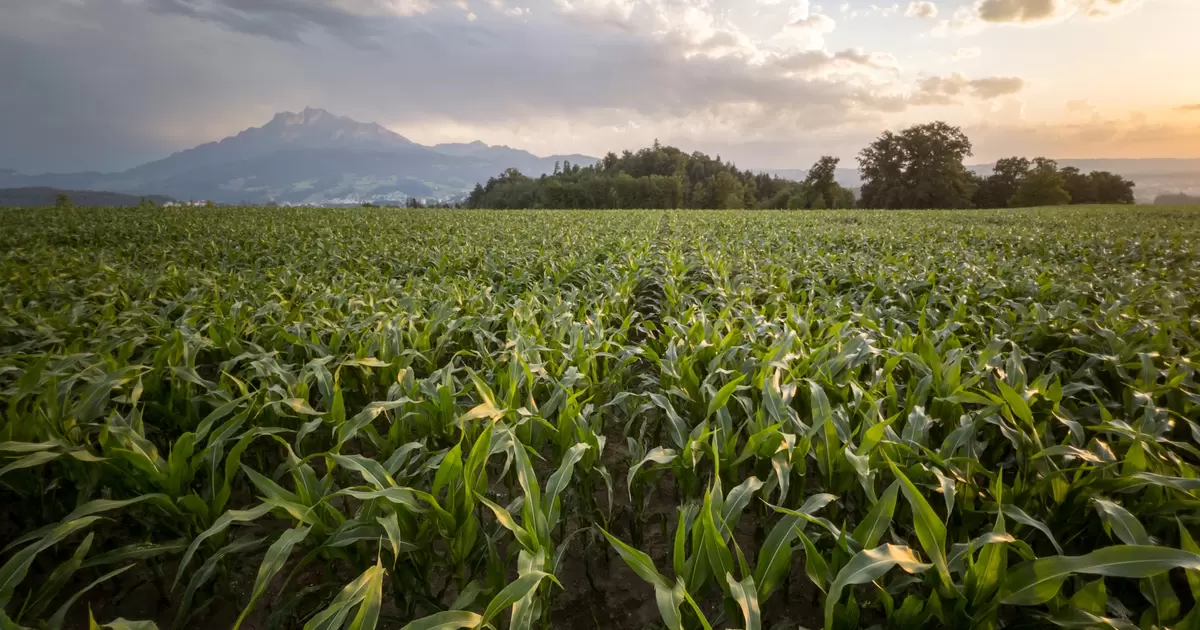 Maize