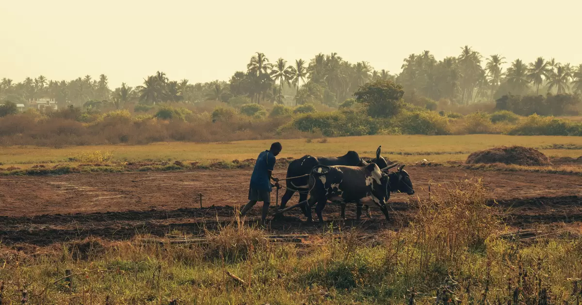 Photo by Keith Lobo: https://www.pexels.com/photo/african-man-ploughing-the-field-with-oxen-10403500/