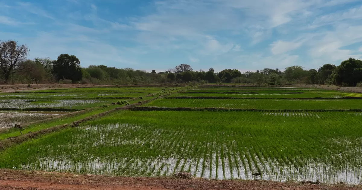 Rice production