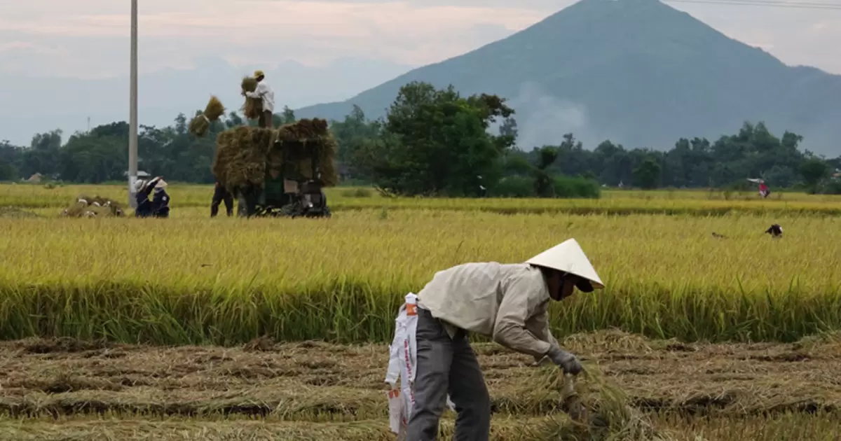 Rice production in Vietnam 
