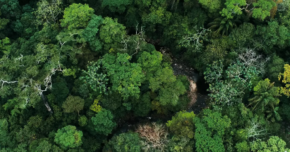 Money used to pay off debt can instead be invested in forest conservation and other cliamte projects.