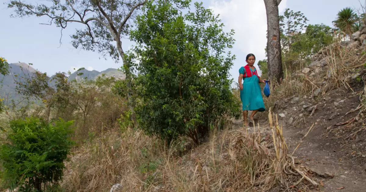 Maria Brigida Garcia, walking toward her fields, is a recipient of Oxfam support during the terrible drought that has now gripped farming families In Chiquimula and Baja Verapaz. The El Niño phenomenon has led to a drastic reduction in rainfall in Guatemala, especially in the Dry Corridor in the country. This reduction in precipitation in 2015 caused crop losses of 80% to 100% for small bean and corn farmers in the country. (Photo: Coco McCabe / Oxfam)