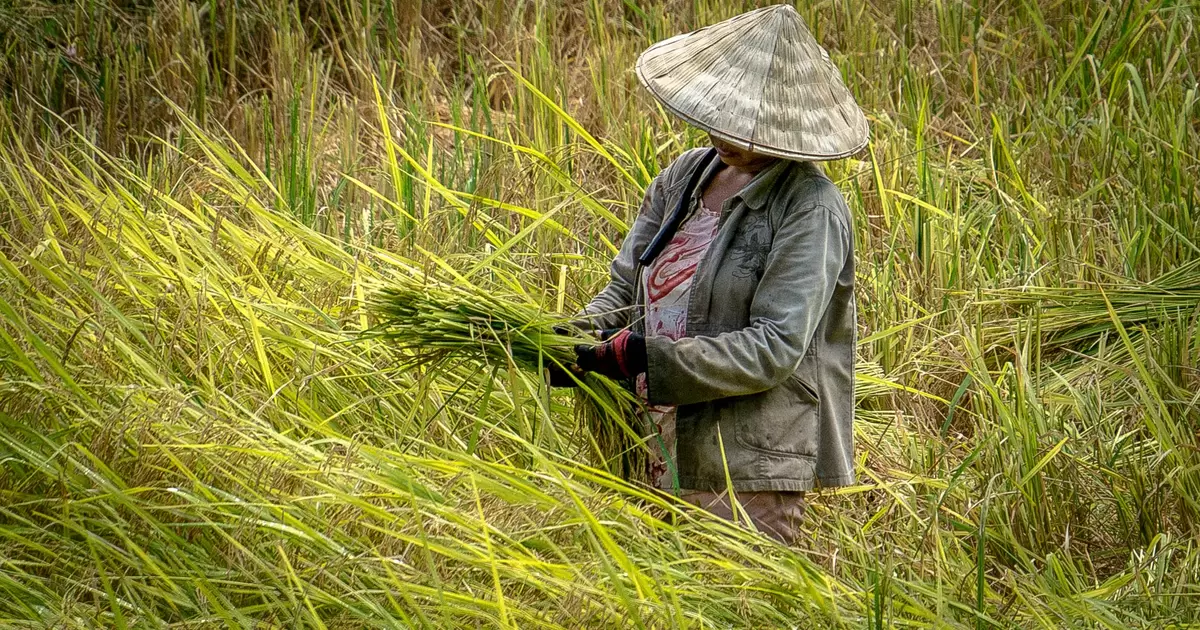 Global actions to mitigate short-lived climate pollutants, or “super pollutants", in key emitting sectors like agriculture can avoid 0.6 degrees Celsius of temperature increase between now and 2050.