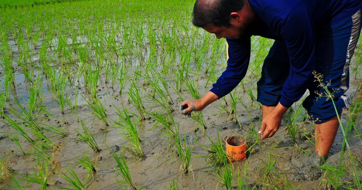 Solutions like Alternate Wetting and Drying can reduce methane emissions from paddy rice fields by almost half. 